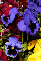 Image showing Flowers 27