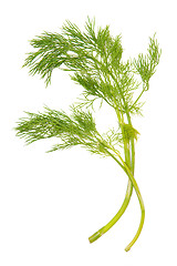 Image showing Green dill