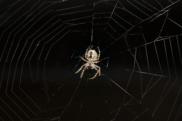 Image showing Spider on a web