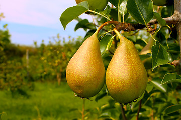 Image showing Two ripe pears