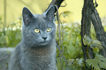 Image showing Gray cat outdoors