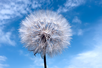 Image showing Dandelion on blue sky background