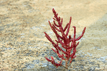 Image showing Salsola