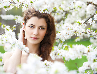 Image showing spring beauty