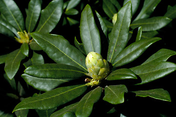 Image showing Flowers 300