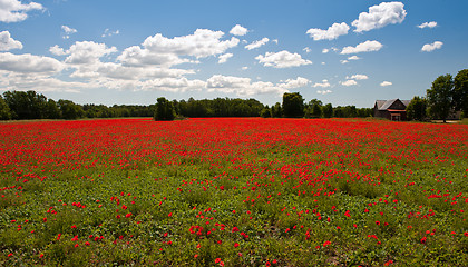 Image showing Poppy field
