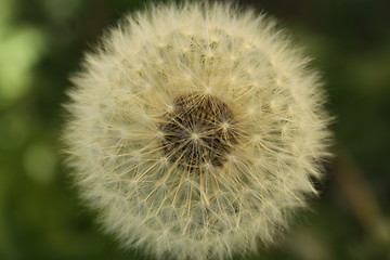 Image showing Dandelion