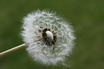 Image showing Dandelion