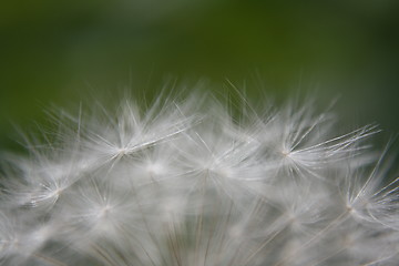 Image showing Dandelion