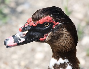 Image showing Duck life