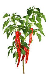 Image showing Chili pepper plant