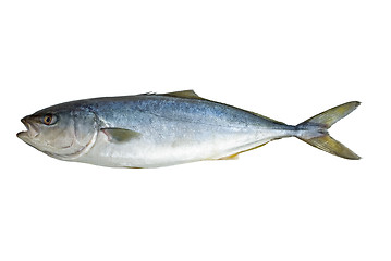 Image showing Single tuna fish