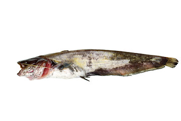 Image showing Fresh sheatfish 
