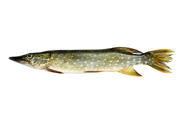 Image showing Fresh pike fish