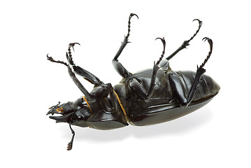 Image showing Dead beetle