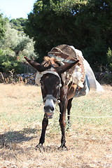 Image showing Close up of donkey