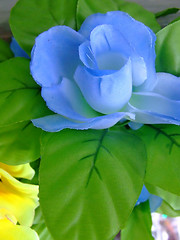 Image showing Blue and yellow flower