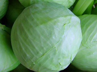 Image showing Cabbage