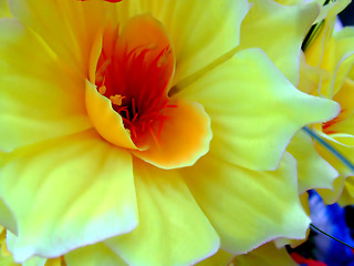 Image showing Close up of yellow flower