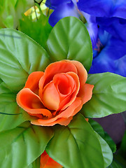 Image showing Orange and blue flower