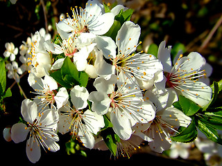 Image showing White flower