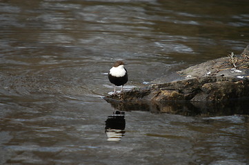 Image showing White-throated Dipper_Norway's national bird (Cinclus cincluser) 24.03.2005