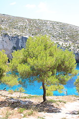 Image showing Pine tree on the beach 