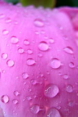 Image showing Peony and Water Drops