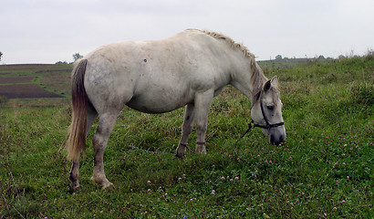 Image showing Horse