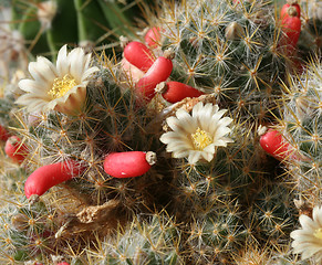 Image showing Cactus