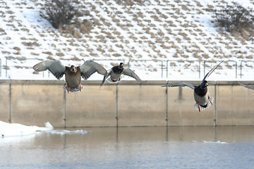 Image showing Ducks in Flight