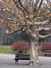 Image showing Bench and Tree