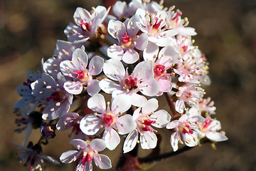 Image showing Flower