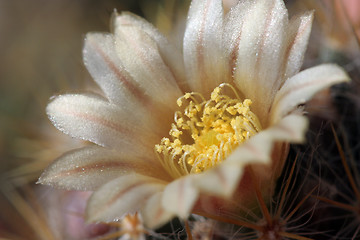 Image showing Cactus in Bloom