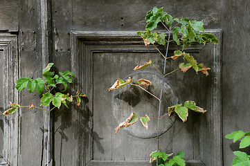 Image showing Withering Plant Against Shabby Door Background