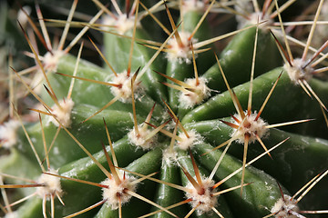 Image showing Cactus