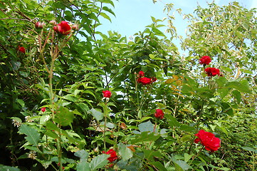 Image showing roses