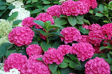 Image showing pink flowers