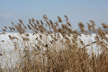 Image showing Plants