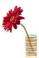 Image showing red gerbera 