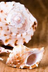Image showing sea shells 