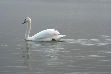 Image showing Swan in the Fog