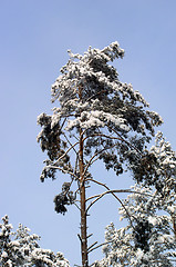 Image showing Tree in Winter