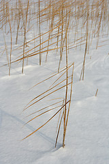 Image showing Winter Scene