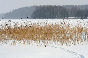 Image showing Winter Scene