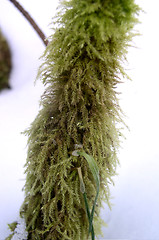 Image showing Mossy Branch