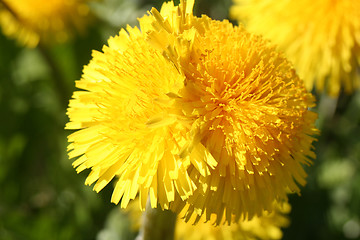 Image showing Dandelion