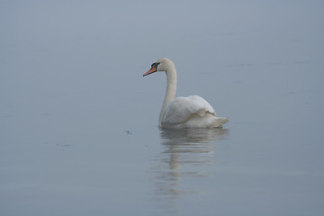 Image showing Swan