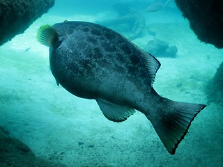 Image showing Blue fish