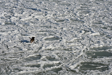 Image showing Dog in Winter